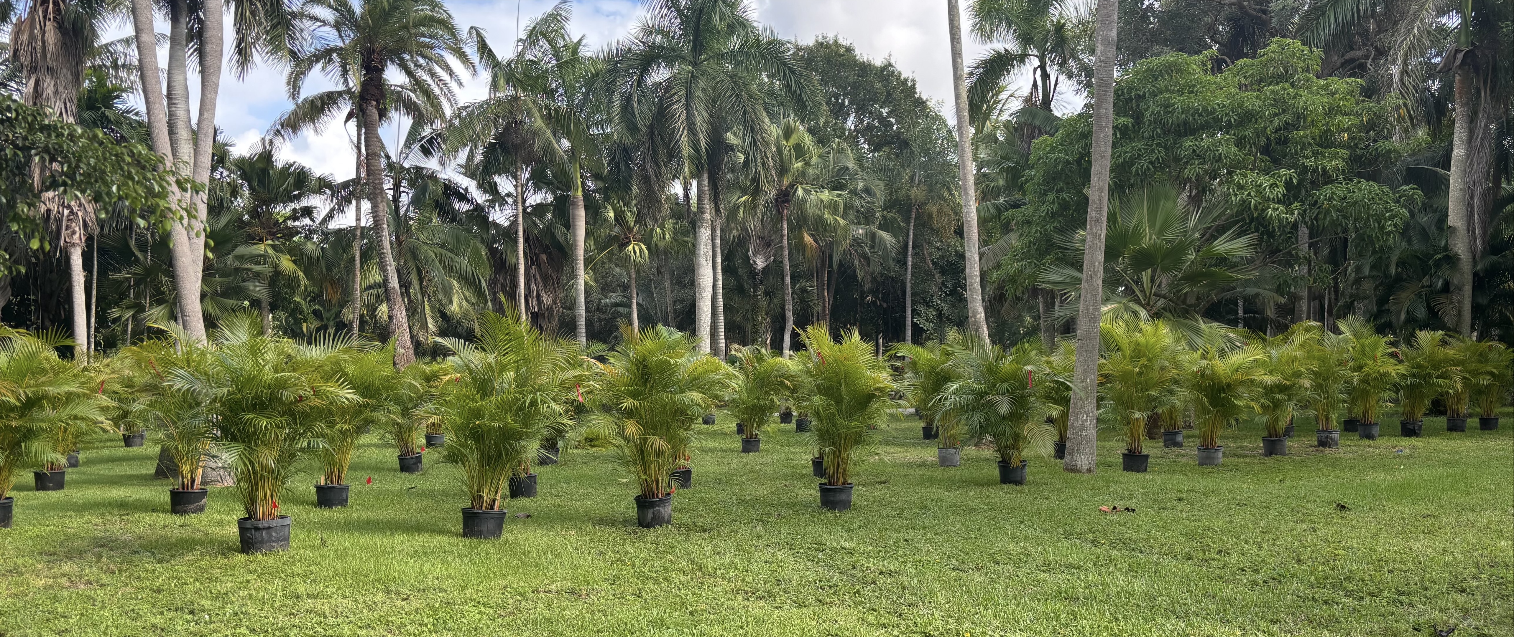 Areca Palm Collection 1